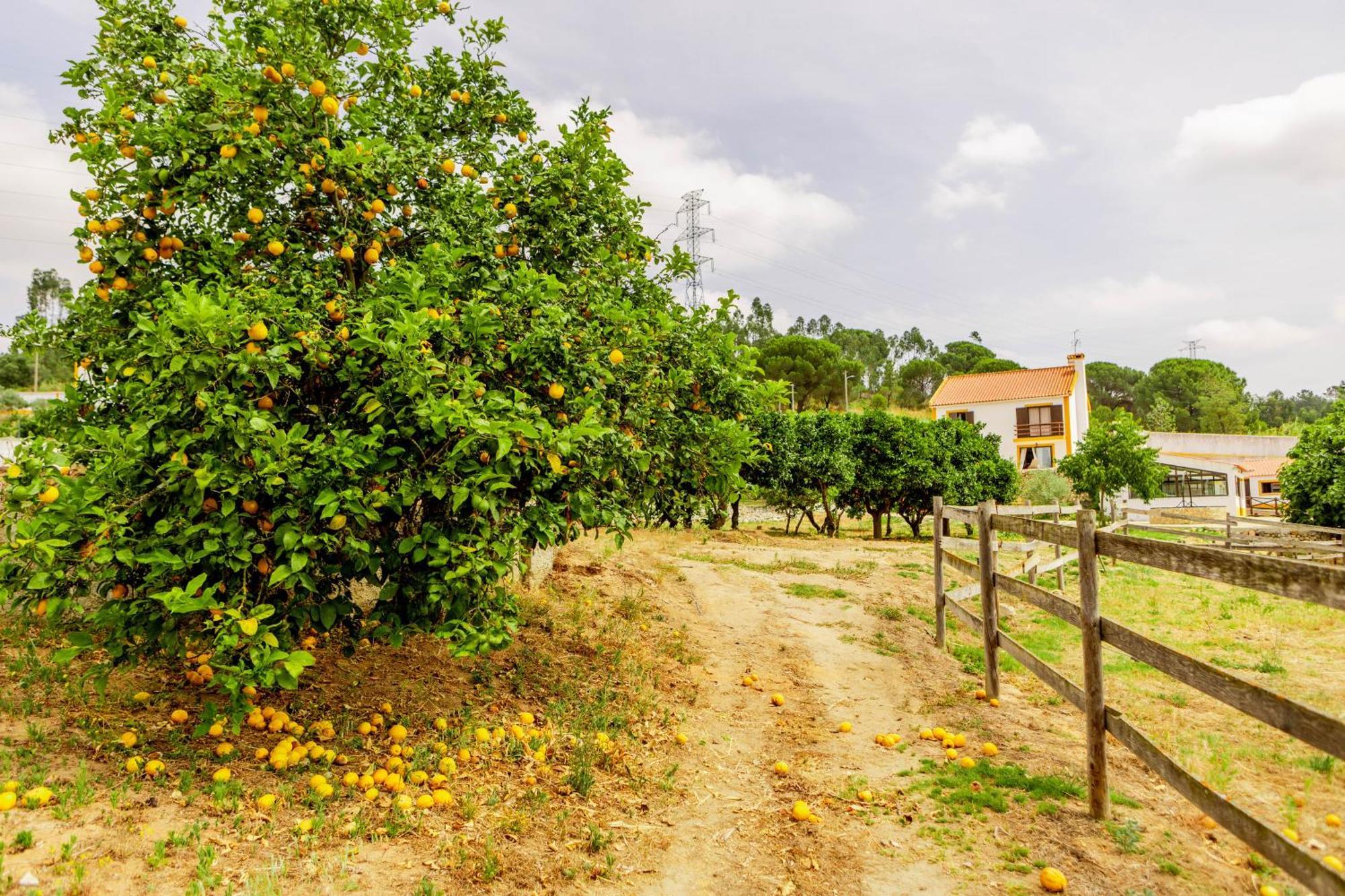 Quinta O Refugio Villa Azambuja Luaran gambar